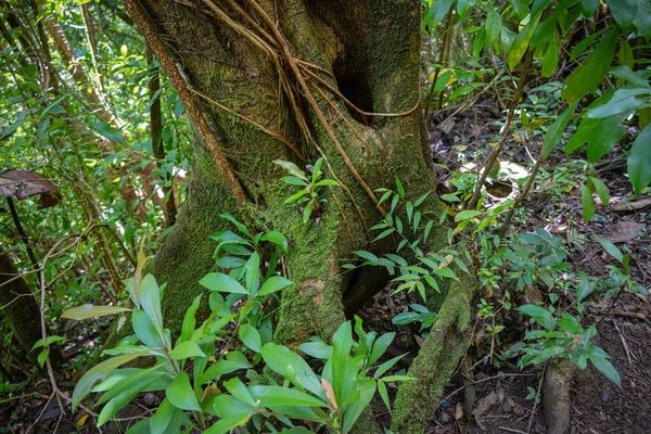 Pokroucený Kmen Stromu Poblíž Manoa Falls Oahu Havaji — Stock fotografie