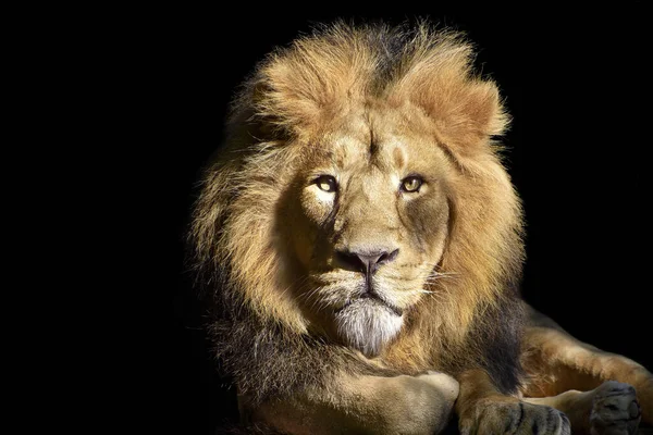黒い暗い背景に大きなライオンが横たわっています — ストック写真