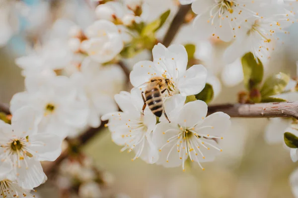 Eine Nahaufnahme Des Blühenden Birnenbaumzweiges Der Callery Mit Weißen Blüten — Stockfoto