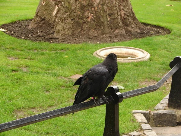 一只黑色的乌鸦栖息在院子里的一根黑色栏杆上 — 图库照片