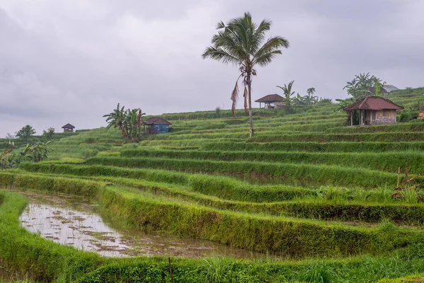 インドネシアのバリ島の田んぼの美しい風景 — ストック写真