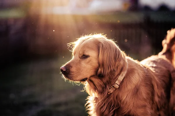 Tiro Seletivo Foco Golden Retriever Sob Raios Sol — Fotografia de Stock