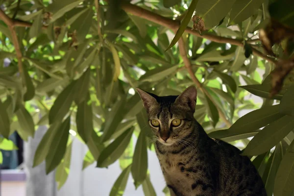 Kapalı Gri Kedi Evi Hindistan Daki Bahçenin Yakınındaki Eski Duvarda — Stok fotoğraf