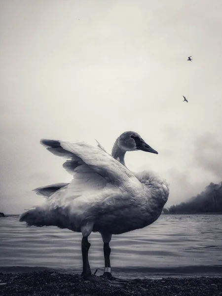 Großaufnahme Eines Schwans Einem Nebligen Tag Seeufer — Stockfoto