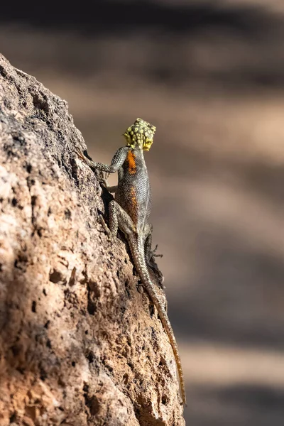 Agama Agama Eidechsenweibchen Namibia — Stockfoto