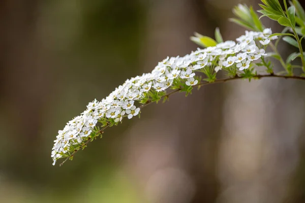 Closeup Spiraea Flower Park — Stock Photo, Image