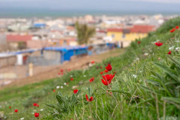 Red Poppies Hillside Background Town — Stock Photo, Image