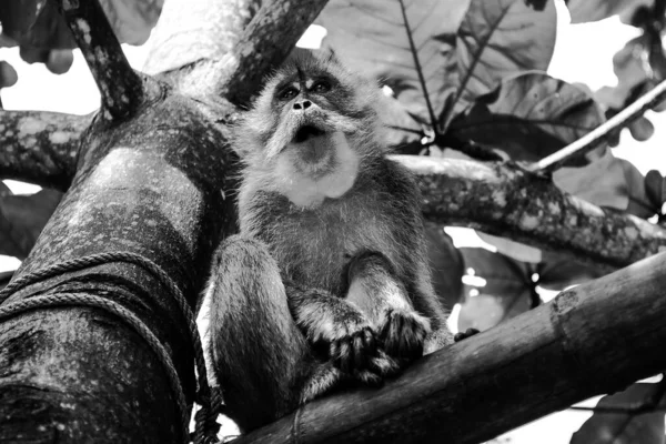Grayscale Shot Monkey Sitting Tree — Stock Photo, Image