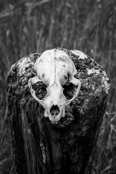 头盖骨 头盖骨在干木原木上的动物头盖骨的一种垂直的 灰度的照片 — 图库照片