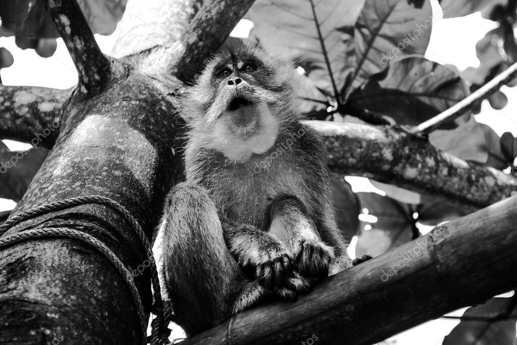 Tiro Escala Grises Mono Sentado Árbol — Foto de stock