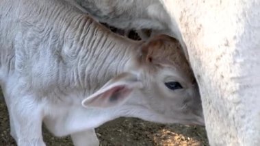 Annesinin kırsal kesimdeki memelerinden beslenen buzağı.