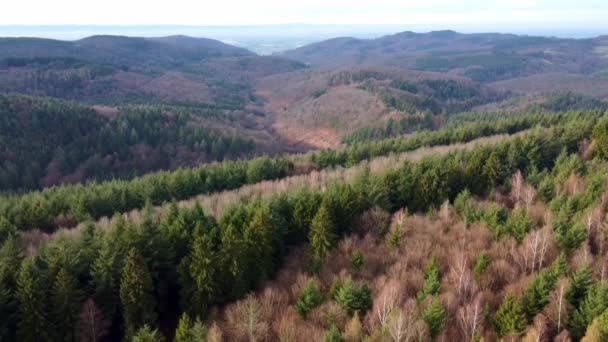 Hava Aracı Almanya Nın Odenwald Ormanındaki Kuru Kozalaklı Ağaçlarda Uçuyor — Stok video