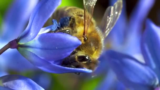 Μια Κοντινή Άποψη Ενός Μικρού Μέλισσα Στο Μπλε Λουλούδι Στο — Αρχείο Βίντεο