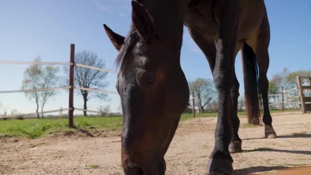 オランダのドレンテの青い空の下で地面に影と農場で晴れた日の放牧で茶色のサラブレッド馬のクローズアップショット — ストック動画