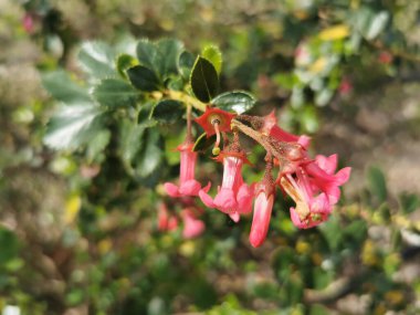 Bahçede büyüyen Kırmızı Escallonia (Escallonia rubra) çiçeklerine yakın plan