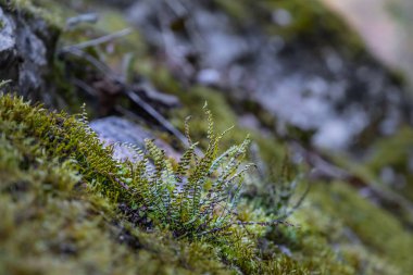 Gün ışığında yosun ve çimlerin yakın plan çekimi.