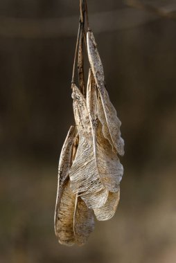 Kuru kahverengi yaprakların dikey seçmeli odak noktası