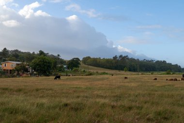 Bir köyün yanındaki otlakta otlayan sığırların güzel bir manzarası.
