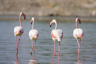 Sığ bir nehirde bir flamingo sürüsü