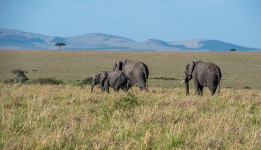 Çimenlerde yürüyen filler
