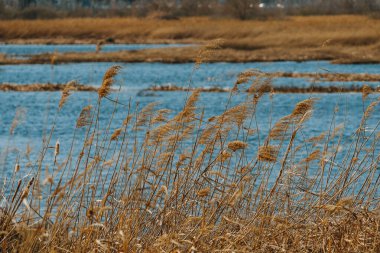 Mavi göle bakan kuru bir çim tarlasının doğal manzarası.