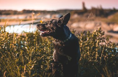 Avustralyalı bir Kelpie 'nin çimenlerde koşarken güzel bir fotoğrafı.