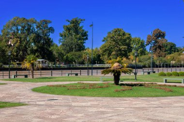 Mavi parlak gökyüzünün altında büyüyen ağaçlarla yeşillik manzarası