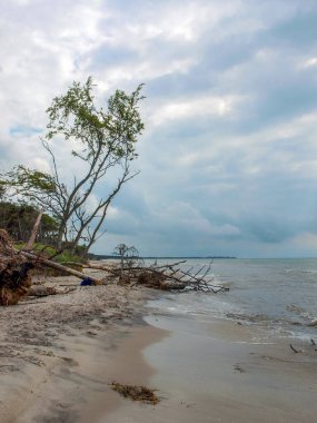 Sakin deniz dalgaları ve bulutlu bir gökyüzüne karşı düşen ağaçlarla kumlu bir sahil.