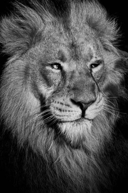 Bir aslanın dikey görüntüsü gri pullu bir şekilde yana bakıyor.