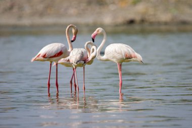 Sığ bir nehirde bir flamingo sürüsü