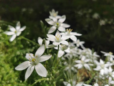Bahçede büyüyen bir Beytüllahim Yıldızı 'nın (Ornithogalum umbellatum) yakın çekimi.