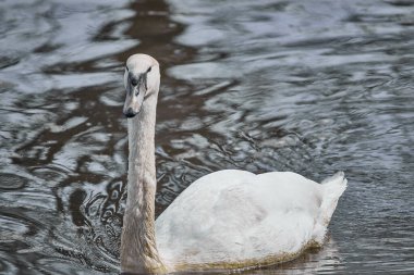 Gölde yüzen beyaz bir kuğunun yakın çekimi.