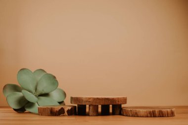 Ahşap, markalaşma, ürün sunumu ve bej arka planda izole edilmiş doğal bitki anlamına gelir.