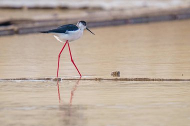 Gün boyunca gölün kenarında siyah kanatlı bir stilt güzel bir kare.