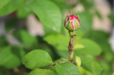 Sapında ip olan tek bir gül tomurcuğu