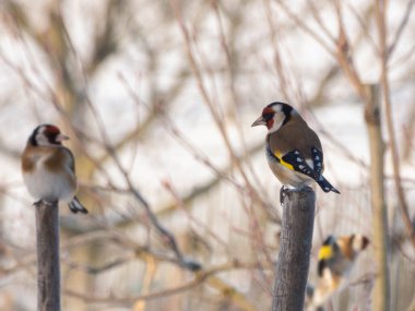 Tahta direkler üzerinde Avrupalı ispinozlara yakın çekim. Carduelis carduelis.