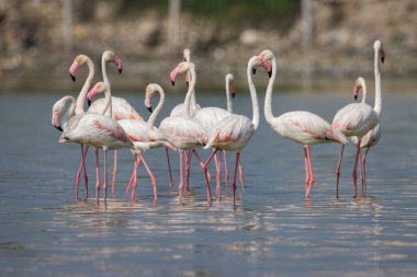 Sığ bir nehirde bir flamingo sürüsü