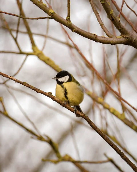 Vertical Shot Great Tit Parus Major Perched Branch — Stockfoto