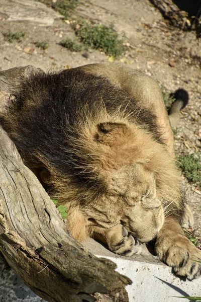 在动物园里睡觉的毛茸茸的狮子的特写镜头 — 图库照片
