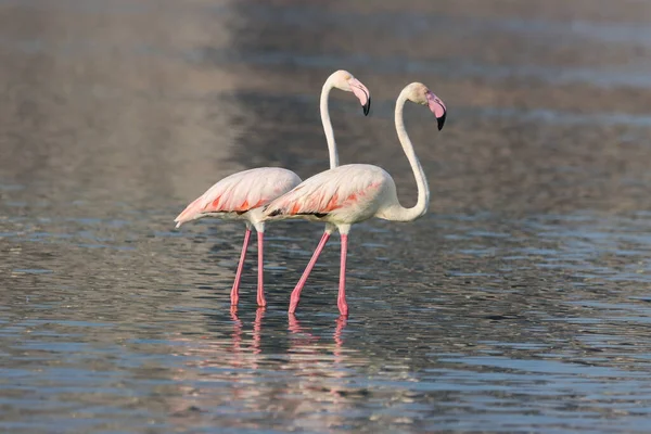 Couple Flamingos Shallow River — Stock Photo, Image