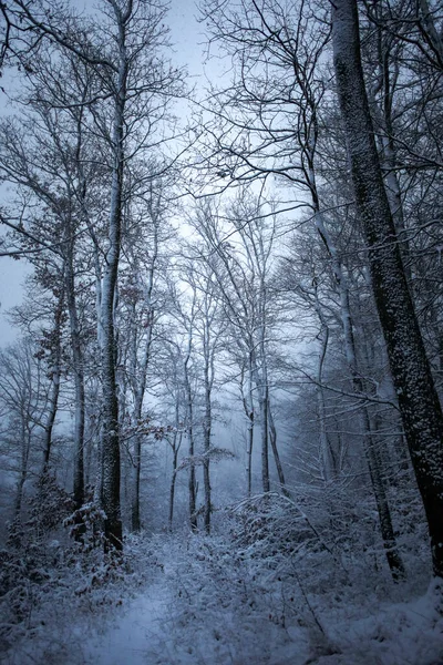 冬の日中は雪に覆われた森の垂直ショット — ストック写真