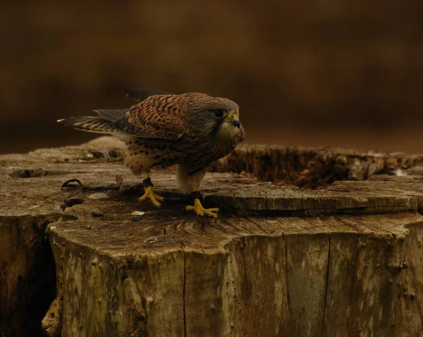 Kestrel Falco Tinnunculus Its Natural Habitat — Stock Photo, Image