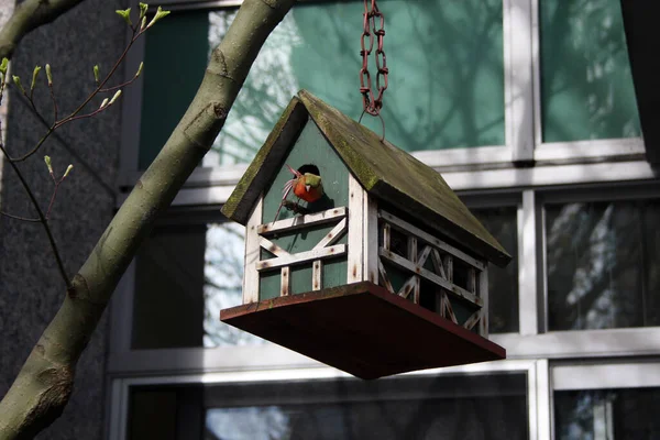 Tiro Ángulo Bajo Pájaro Colorido Saliendo Pequeña Casa Linda Colgando — Foto de Stock