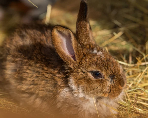 Closeup Portrait Cute Fluffy Brown Rabbit Sitting Dried Grass — Stock Photo, Image