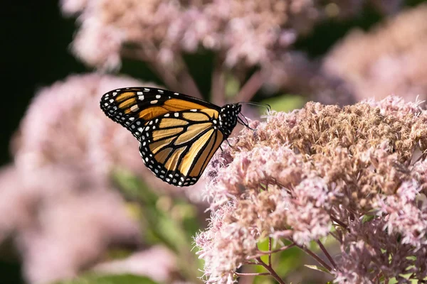 Gros Plan Papillon Sur Une Fleur — Photo