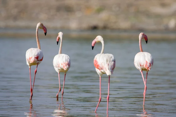 Ein Schwarm Flamingos Auf Einem Seichten Fluss — Stockfoto