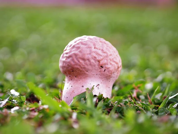 Gros Plan Beau Champignon Sur Fond Flou — Photo