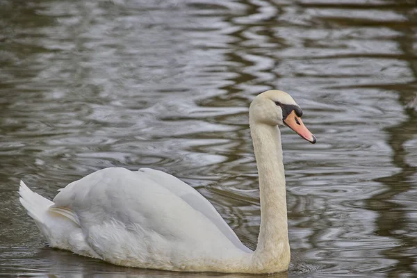 Närbild Vacker Svan Som Simmar Sjö — Stockfoto