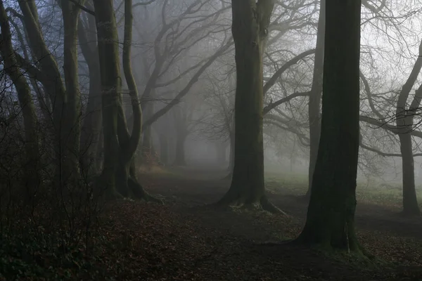 イングランド ベドフォードシャー州ルトンのウォーダウン公園の霧の中の木々の不気味な景色 — ストック写真
