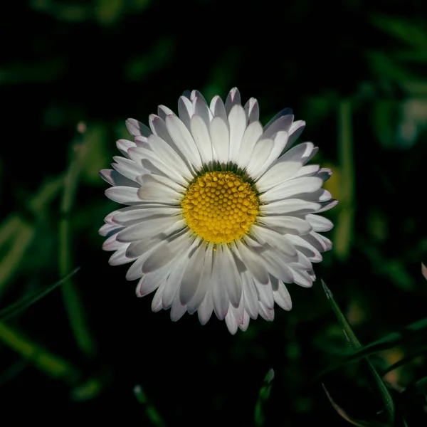 Gros Plan Une Fleur Camomille — Photo